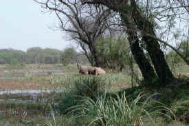 antelope.JPG (89405 bytes)