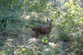 deercorbett np.jpg (87016 bytes)