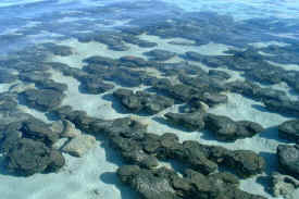 morestromatolites.jpg (64785 bytes)