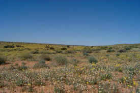 desertflowers.jpg (55586 bytes)